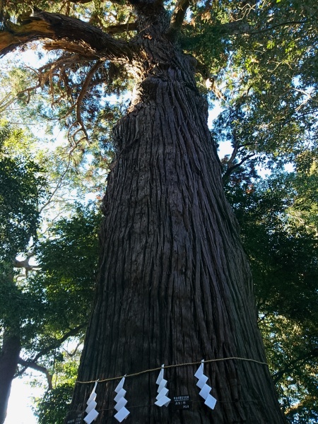 神社のご神木の大杉