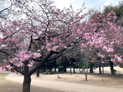 井の頭公園西園の早咲きの桜20240217