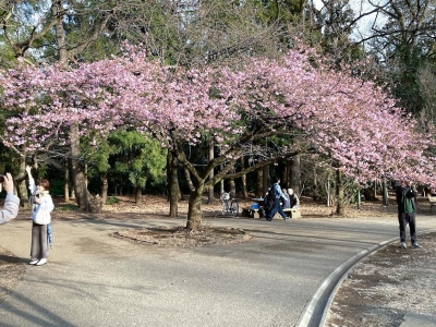 井の頭公園西園の河津桜も咲いてきた20240220-2