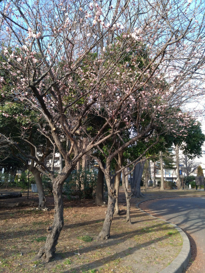 DSC_2947_0214ウメの花ピンクの風景：猿江恩賜公園_400