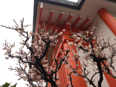 DSC_3143_0222M神社の梅が咲く_400