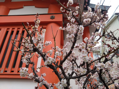 DSC_3144_0222M神社の梅が咲く_400