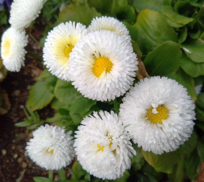 DSC_3008_0214デイジーの白い花：猿江恩賜公園_400