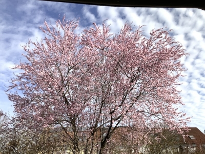 ぐー家の前に立っている桜もどきも８分咲きです。